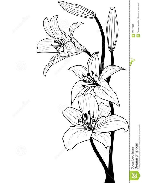 Flowers Drawings : Lily – Download From Over 58 Million Hi… | Flickr Arte Hippy, Lilies Drawing, Flowers Vector, Flower Sketches, Trendy Flowers, Flower Tattoo Designs, Lily Flower, Types Of Flowers, Pictures To Draw