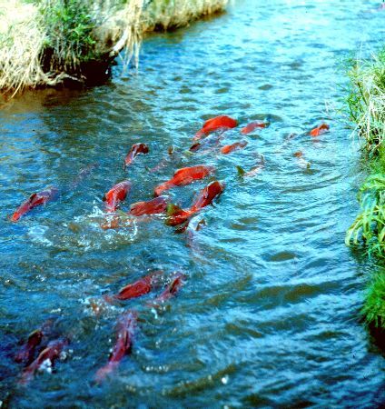 Salmon...heading up the river. This was our school field trip when I was a kid. Watch the sockeye salmon spawn! Keystone Species, School Field, Beautiful Oregon, Salmon River, Sockeye Salmon, Alaska Usa, Salmon Run, Oregon State University, Pacific Nw