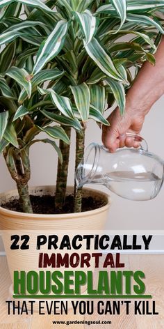 Indoor plants can completely change your house's decor. Check out this list for the most beautiful ones that need little care! Easy Indoor Plants For Beginners, Sleepers Garden Ideas, Sleepers Garden, Tall Indoor Plants, Easy Care Houseplants, Household Plants, Inside Plants, Growing Plants Indoors, Indoor Plant Care