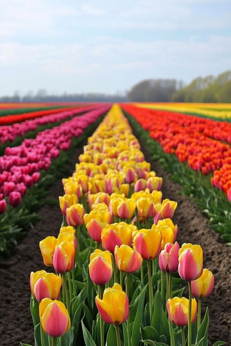 Marvel at the Vibrant Tulip Fields in the Netherlands🌷 Spring is the perfect time to visit the Netherlands and see the colorful tulip fields. Explore Keukenhof Gardens and the picturesque countryside. 🌿🌷 #TulipFields #SpringTravel #Netherlands #Keukenhof Tulip Fields Netherlands, Keukenhof Gardens, Tulip Fields, Spring Trip, World Traveler, The Netherlands, Tulips, Netherlands, Marvel