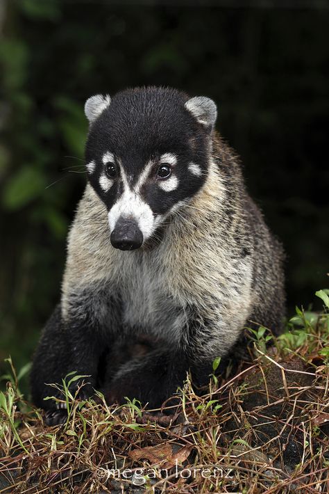 Snookum Bear, Coati, by Megan Lorenz, Arenal Area, Costa Rica. Coatis are also known as Coatimundi, Brazilian Aardvarks, Mexican Tejón or Moncún, Hog-Nosed Coons, Pizotes, Panamanian Gatosolos, Crackoons and Snookum Bears and they are members of the raccoon family (Procyonidae). They are diurnal mammals native to South America, Central America, and South-Western North America. Rattus Rattus, Regard Animal, Regnul Animal, Interesting Animals, Unusual Animals, Rare Animals, Weird Animals, Unique Animals, On The Ground