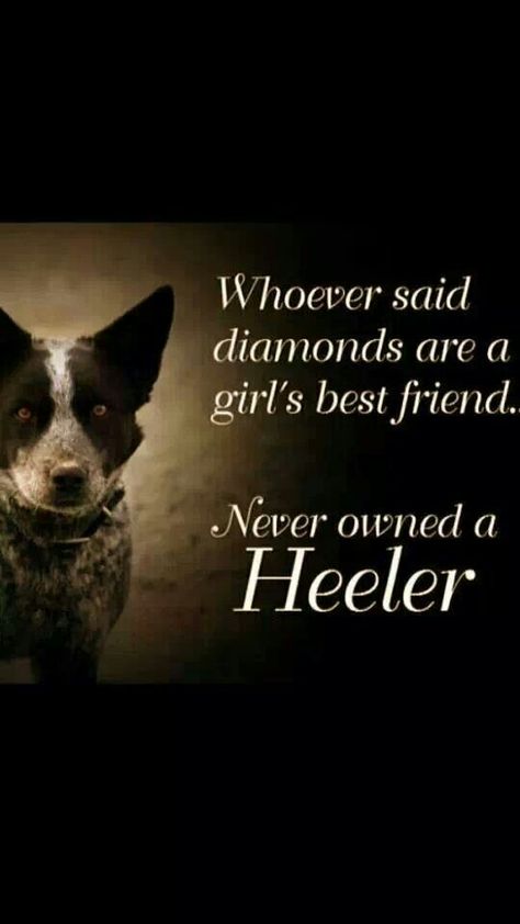 No truer words ever said ♥♥♥ Aussie Cattle Dog, Austrailian Cattle Dog, Cattle Dogs Rule, Heeler Dogs, Heeler Puppies, Blue Heeler Dogs, Blue Heelers, Red Heeler, Australian Cattle Dogs