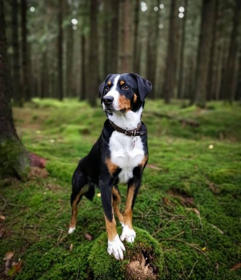 Dog breeds in the world Appenzeller Dog, Great Swiss Mountain Dog, Every Dog Breed, All Breeds Of Dogs, Greater Swiss Mountain Dog, Swiss Mountain Dogs, Working Dog, Canine Art, Best Dog Breeds