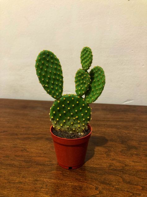 Bunny Ear Cactus, Opuntia Microdasys, Cactus Succulents, Fungal Infection, Bunny Ears, Bunny Ear, Botany, Cactus Plants, Cactus