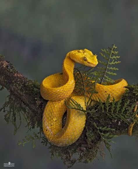 Eyelash Viper, Snake Photos, Regard Animal, Viper Snake, Pretty Snakes, Colorful Snakes, Snake Wallpaper, Cute Reptiles, Cute Snake