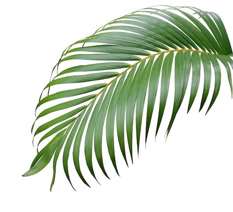 Photo tropical green palm leaf tree isol... | Premium Photo #Freepik #photo #tropical-tree #coconut-leaf #tropical-palm #palm-leaves Natural Form Art, Green Leaf Background, Coconut Leaves, Coconut Palm Tree, Palm City, Palm Tree Leaves, Palm Plant, Tropical Green, Leaf Background