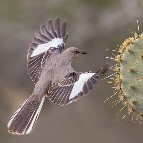 Texas State Bird, Northern Mockingbird Tattoo, Mockingbird Flying, Mockingbird Drawing, Texas Mockingbird, Dylan Core, Mockingbird Tattoo, Horror High, Texas Tattoo