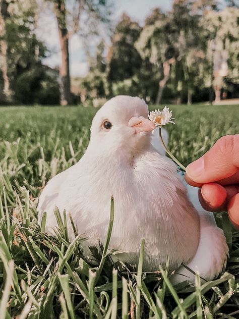 Pretty Bird Aesthetic, Burung Merpati Aesthetic, Pet Dove Aesthetic, Dove Bird Aesthetic, Dove Aesthetic Bird, Doves Aesthetic, Pet Dove, Dove Animal, Dove Aesthetic