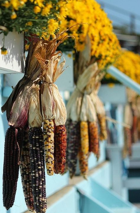 Autumn Farmhouse, Corn Stalks, Dried Corn, Indian Corn, Fall Front Porch Decor, Autumn Decorating, Fall Front Porch, Autumn Nature, Harvest Time