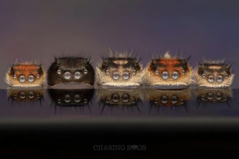 Molted jumping spider helmets. Photographer not identified. Jumping Spiders, Jumping Spider, Spider Girl, Spiders, Bugs, Photographer, Art, Bugs And Insects