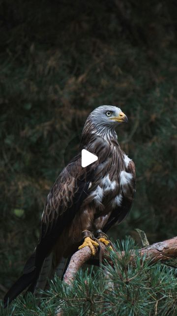 Fauna - Bijoux Animal Totem on Instagram: "⬇️ Lis la description pour en découvrir plus sur ces 3 symboles de l’aigle 🦅  1. La liberté :  Les aigles sont des animaux qui semblent vivre au-dessus de la terre, loin de l’homme et de ses problèmes et dans le monde entier, le symbolisme de l’animal totem de l’aigle est celui de la liberté  2. La prise de recul : cet animal totem vous apporte la capacité à avoir une vision claire sur les évènements en prenant du recul afin de prendre les meilleures décisions.  3. La croissance intérieure : ce rapace fait preuve de sagesse et d’un grand esprit de concentration. Il vous aide à faire confiance à votre intuition et vous donnera les qualités d’un vrai guerrier." Instagram, Aigle Royal, Animal Totem