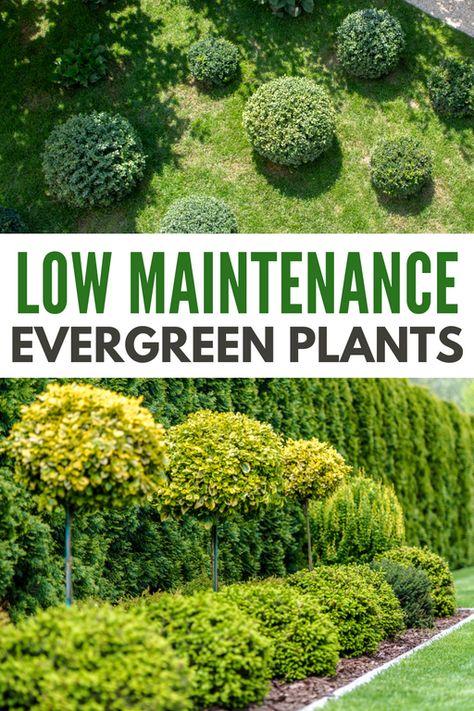 Evergreen Hedges Landscaping, Evergreen Fence Plants, Driveway Planting Ideas Uk, Modern Evergreen Landscape, Low Maintenance Evergreen Landscaping, Evergreen Borders Uk, Ever Green Plants Outdoor, Evergreen Front Garden, Minimal Maintenance Landscaping