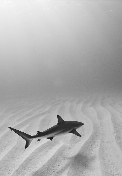 / Shark Art, Reef Shark, Deep Blue Sea, Shark Week, Ocean Creatures, Ocean Animals, Underwater Photography, In The Ocean, Underwater World