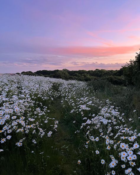 sunset 
flowers
field
flower field
plants
nature
green
daisies
pink sky
sky
orange sky
clouds Adeline Core, Sky Nature Aesthetic, Flowers In A Field, Mountain Aesthetic, Flowers Field, Sky Pink, Pink Nature, Spotify Covers, Field Of Flowers