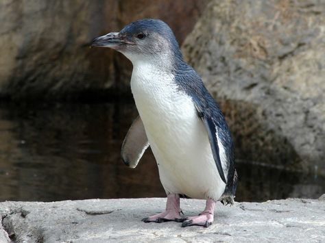 Little blue penguins are only about a foot tall, making them the smallest species of penguin in the world. They live in New Zealand, the Chatham Islands, and southern Australia, with chicks often returning to within a few meters of where they were raised and settling there. Fairy Penguin, Little Blue Penguin, Penguin Day, Cutest Animals On Earth, Animals In Nature, Penguin Species, Blue Penguin, Living In New Zealand, Water Birds