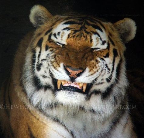 Tiger smile Smiling Animals, Save The Tiger, Tiger Love, Exotic Cats, Year Of The Tiger, Favorite Animal, Cat Family, Reference Poses, Large Cats