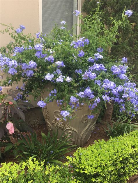 Blue plumbago I always planet in large containers because the plant has a good size and drapes and flowers all summer Blue Plumbago, Hanging Plants Diy, Large Backyard Landscaping, Vegetable Garden Planning, Container Gardening Flowers, Meteor Garden 2018, Magic Garden, Large Backyard, Garden Deco