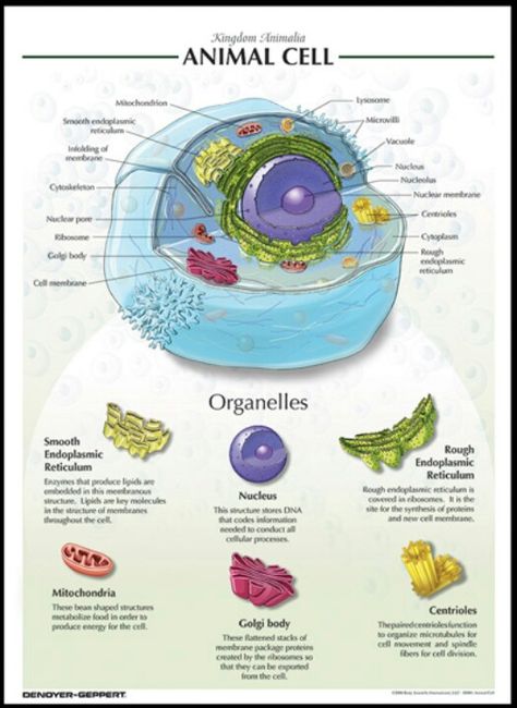 Animal cell                                                                                                                                                     More Biology Help, Animal Cell Diagram, Animal Cell Organelles, Animal Cell Project, Cell Diagram, 3d Cell, Science Cells, Plant And Animal Cells, Cells Project