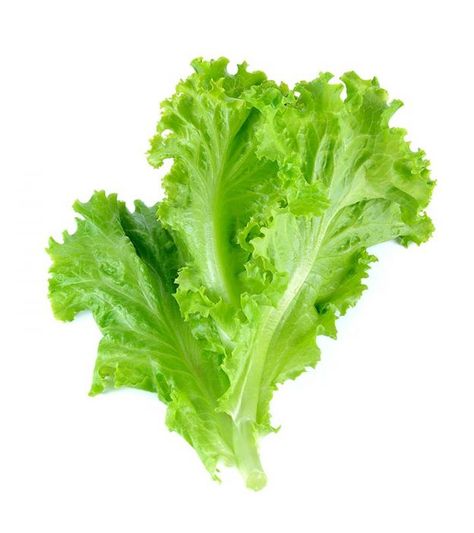 Benefits Of Lettuce, Tattoo Plant, Leaf Vegetable, Lettuce Seeds, Coconut Benefits, Green Tea Benefits, Salad Leaves, Iceberg Lettuce, Lettuce Leaves