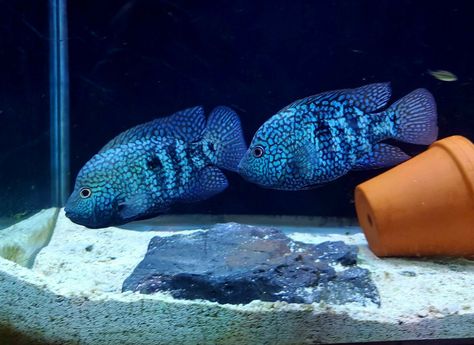 Carpintis cichlid sometimes referred to as electric blue texas cichlids Keyhole Cichlid, Severum Cichlid, Cichlid Aquarium, Cichlid Fish, Lake Tanganyika, Aquarium Terrarium, Tropical Aquarium, Freshwater Aquarium Fish, Live Aquarium