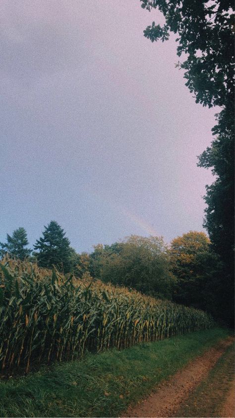 Cornfields Aesthetic, Prairie Aesthetic Wallpaper, Iowa Aesthetic Wallpaper, Corn Farm Aesthetic, Cornfields Photography, Corn Fields Aesthetic, Agronomy Aesthetic, Corn Aesthetic, Midwest Farm Aesthetic