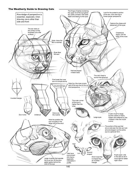 Joe Weatherly - Book - The Weatherly Guide to Drawing Cats Cat Head Anatomy, Head Shape Drawing, Tips On Drawing, How To Draw Cats, Feline Anatomy, Shape Drawing, Draw Cats, Head Anatomy, Cat Drawing Tutorial