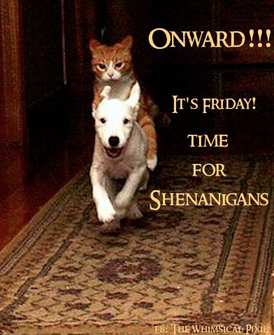 Ready, set, go! Friday Funny Images, Happy Friday Humour, Friday Funny Pictures, Friday Memes, Cat And Dog Memes, Sweet Picture, Perfect Kiss, Funny Animals With Captions, Good Morning Friday