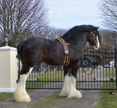 Stall Herkules - Stallions Shire Horses, Indian Horses, Shire Horse, Clydesdale Horses, Horse Anatomy, Scary Dogs, Big Horses, Horse Aesthetic, Most Beautiful Horses