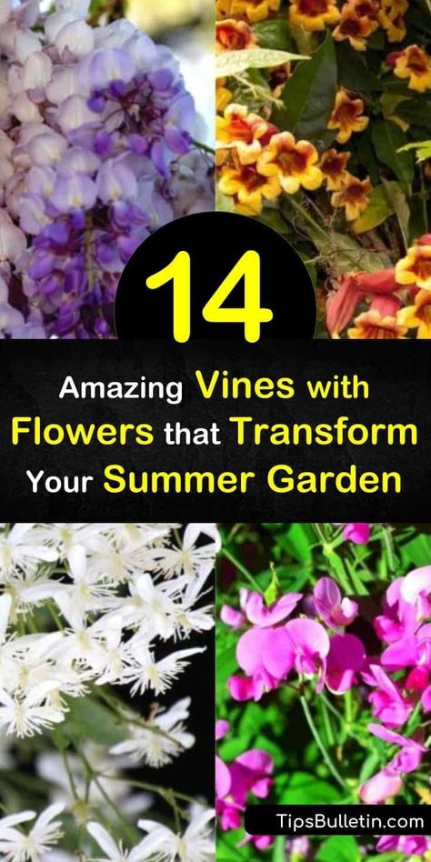 Transform the aesthetic of your property with plants like the trumpet vine and lonicera vine that use twining to climb trellises, fences, and walls. These evergreen and deciduous summer bloomers create an oasis for hummingbirds and pollinators from early summer to fall. #summer #blooming #vines Vines With Flowers, Blooming Vines, Hydrangea Petiolaris, Sweet Autumn Clematis, Pallet Projects Garden, Honeysuckle Vine, Autumn Clematis, Climbing Flowers, Trumpet Vine