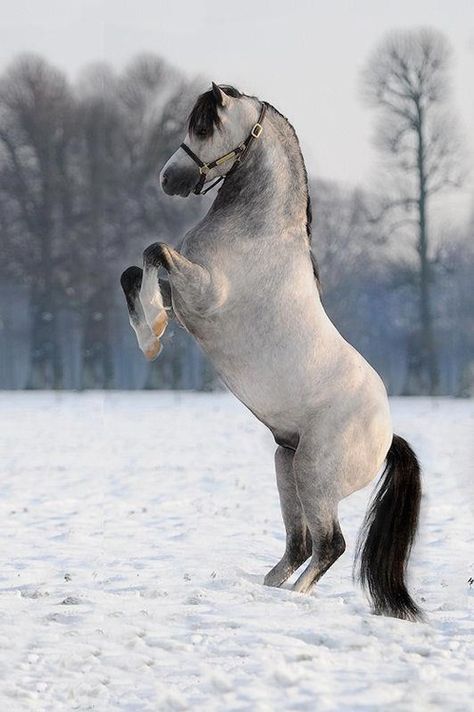 Shetland Pony Stallion Welsh Pony, Big Horses, Cute Ponies, Shetland Pony, Most Beautiful Horses, Most Beautiful Animals, Majestic Horse, Miniature Horse, All The Pretty Horses