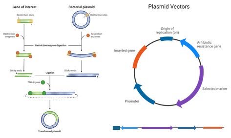 DNA cloning is a method used to produce multiple identical copies of a DNA fragment within a cell. DNA cloning is also known as gene cloning or molecular cloning. All ... Read more The post DNA Cloning: Principle, Steps, Components, Methods, Uses appeared first on Microbe Notes. Dna Ligase, Microbiology Notes, Dna Cloning, Recombinant Dna, Biochemistry Notes, Dna Technology, Dna Molecule, Dna Sequence, Gene Therapy