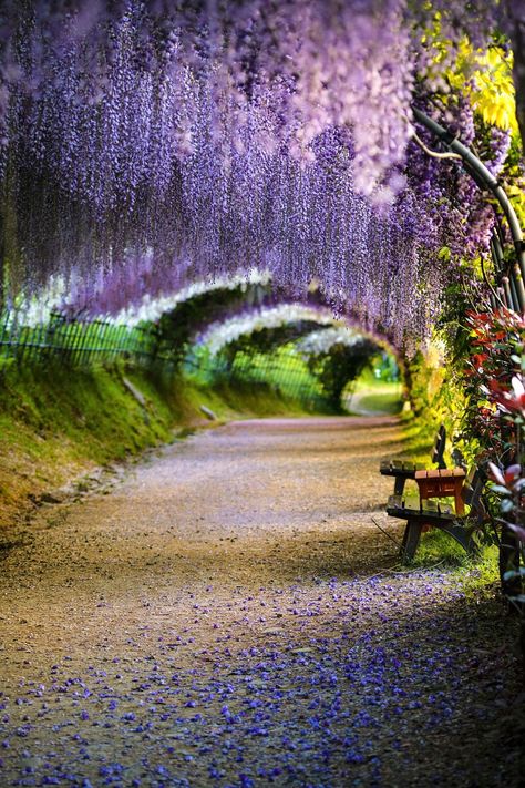 Wisteria Tunnel Japan, Wisteria Wedding Colors, Wisteria How To Grow, Wisteria Tunnel, Wisteria Trellis, Wisteria Arbor, Wisteria Bonsai, Wisteria Pergola, Wisteria Wedding