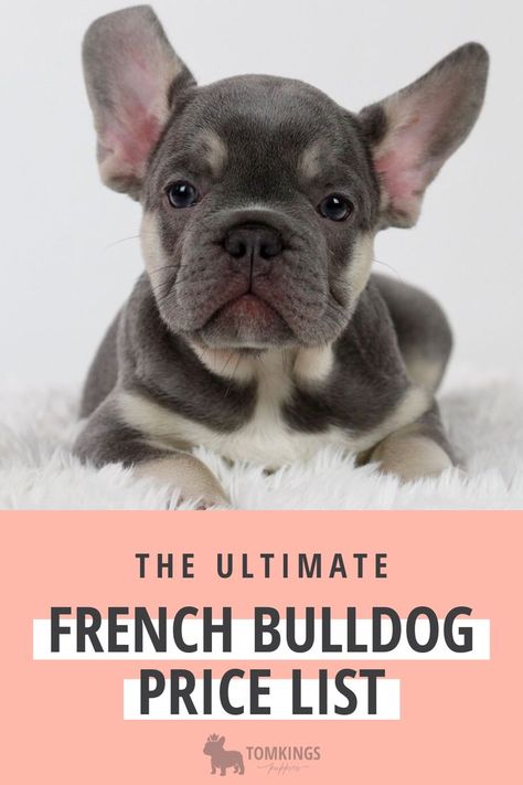 French Bulldog Colors Chart, French Bulldog Puppies For Sale Near Me, Breeding French Bulldogs, French Bulldog Accessories, French Bulldog Breeding, French Bulldog Colors, French Bulldog Information, Chocolate French Bulldog, Frenchie Bulldog Puppy