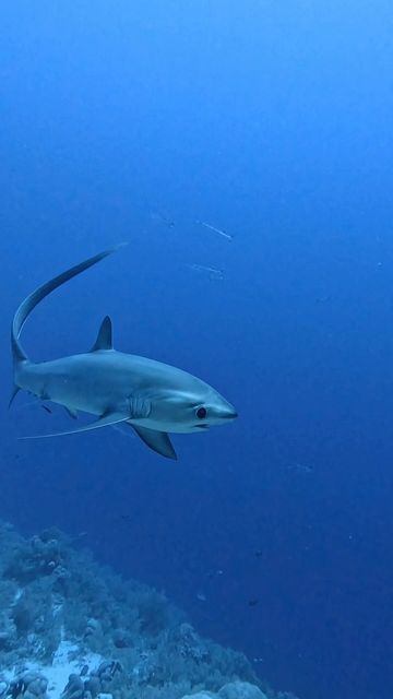 Whitetip Reef Shark, Thresher Shark Wallpaper, Sharks Cute, Shark Photography, Maya Picture, Greenland Shark, Thresher Shark, Shark Pictures, Reef Shark