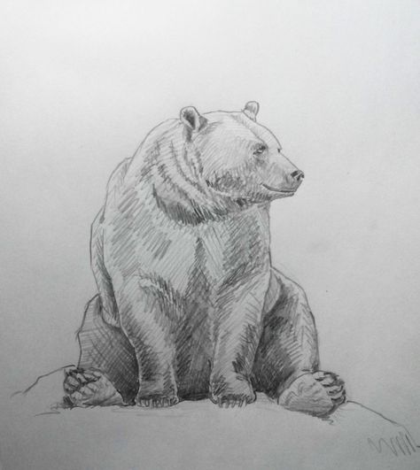 Bear Sketch Drawing, Drawing A Bear, Sitting Bear Drawing, Bear Drawing Sketches, Bear Pencil Sketch, Bear Pencil Drawing, Drawings Of Bears, Bear Sketches, Grizzly Bear Drawing