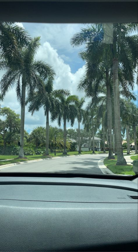 Weston Florida, Tree Palm, Urban Nature, Palm Tree, Palm Trees, Coconut, Florida, Road, Quick Saves