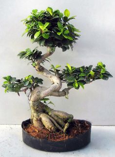 Bonsai Ficus on Pinterest | Juniper Bonsai, Bonsai and Bonsai Forest Ficus Microcarpa Bonsai, Large Bonsai Tree, Ficus Microcarpa Ginseng, Ginseng Bonsai, Ficus Ginseng Bonsai, Ficus Bonsai Tree, Ficus Ginseng, Ficus Bonsai, Bonsai Ficus