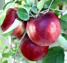 Espalier Trees — Raintree Nursery Cosmic Crisp Apple, Espalier Fruit Trees, Columnar Trees, Purple Fruit, Crisp Apple, Apple Varieties, Washington State University, Peach Trees, Apple Orchard