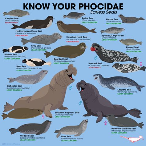 Ocean Mammals, Animal Infographic, Animals Planet, Monk Seal, Animals Information, Bing Bong, Elephant Seal, Water Animals, Animal Groups