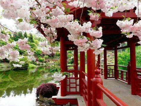 Cherry blossom in Kyoto Japan Emu, Sacred Garden, Blossom Garden, Asian Garden, Japanese House, Alam Semula Jadi, Zen Garden, Tasmania, Japanese Garden