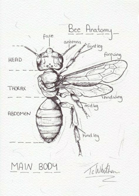 Adria Mercuri, Insect Drawing, Bee Sketch, Bee Drawing, Bee Illustration, Nature Sketch, Bug Art, Insect Art, Bee Art