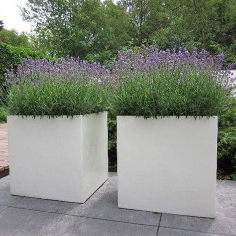 Growing Lavender, Fiberglass Planters, Square Planters, White Planters, Have Inspiration, Outdoor Planters, Front Garden, Modern Garden, Garden Planters