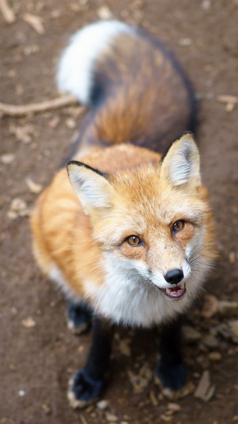 Fox Village Japan, Village Japan, Animal Wildlife, Red Fox, Looking Up, Fox, Japan, Orange, Photography