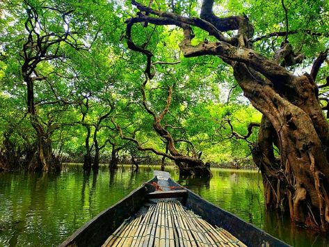 Ratargul-2 Ratargul-2 Swamp Forest, Forest Department, Kids' Vacation, Tea Estate, Mangrove Forest, Exotic Holiday, Budget Holidays, Best Cruise, Parts Of A Plant