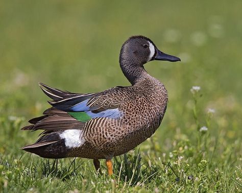 Ontario Birds, Waterfowl Taxidermy, Duck Species, Teal Duck, Blue Winged Teal, Duck Photo, World Birds, Tyler Tx, Bird Hunting