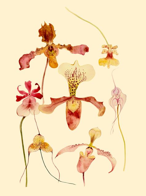 Decorative orchids at ArtfullyWalls, Watercolor exotic orchids. #watercolorart #watercolor #orchids #botanicalart #artfullywalls #gallerywall #gallerywalldecor #gallerywallinspo #artprints #stellarspaces #homeinspiration #rockininteriors #sorealhomes #styleithappy  #interiorlovers #interiorstyling #styleithappy #artfullywalls #gallerywall #gallerywalldecor #gallerywallinspo #artprints #affordableart #affordableartprints Orchid Drawing, Artfully Walls, Exotic Orchids, Botanical Drawings, Art Plastique, Botanical Illustration, Botanical Art, All Art, No. 2