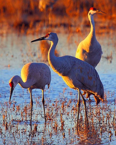 Sandhill Cranes, Sandhill Crane, Herons, Shorebirds, Photography Workshops, Big Bird, Bird Pictures, Exotic Birds, Pretty Birds