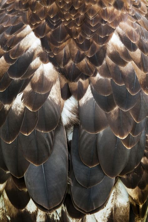 Owl Feathers Aesthetic, Bird Close Up, Feathers Close Up, Bald Eagle Feather, Feathers Photography, Falcon Feather, Feather Photo, Owl Feathers, Eagle Pattern