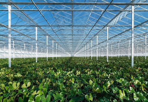 Large Dutch industrial greenhouses lead the innovation charge. Copyright Wikimedia Industrial Greenhouse, Homemade Hydroponics, Greenhouse Farming, Smart Farm, Farming Technology, Indoor Farming, Modern Agriculture, Large Greenhouse, Crop Production