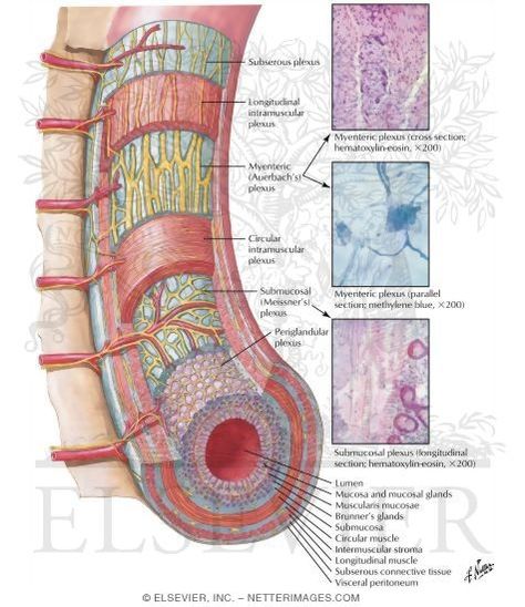 Soothe Nervous System, Digestive Anatomy, The Nervous System Human Anatomy, Biology Notes Aesthetic Nervous System, Peripheral Nervous System Anatomy, Sympathetic Nervous System Overactive, Medical Images, Brain Nervous System, Enteric Nervous System